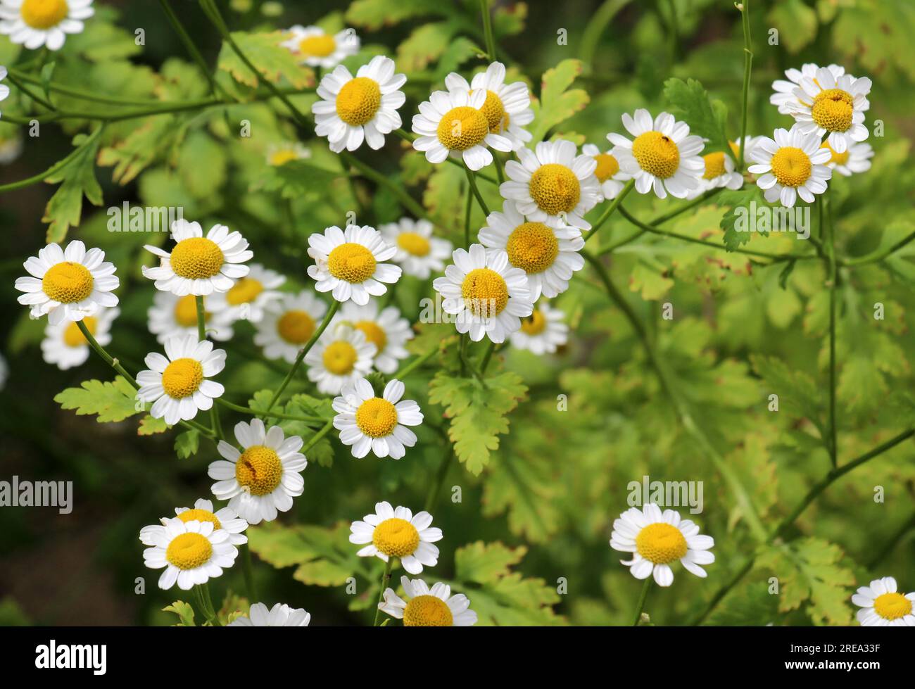 In summer, Tanacetum parthenium blooms in nature Stock Photo