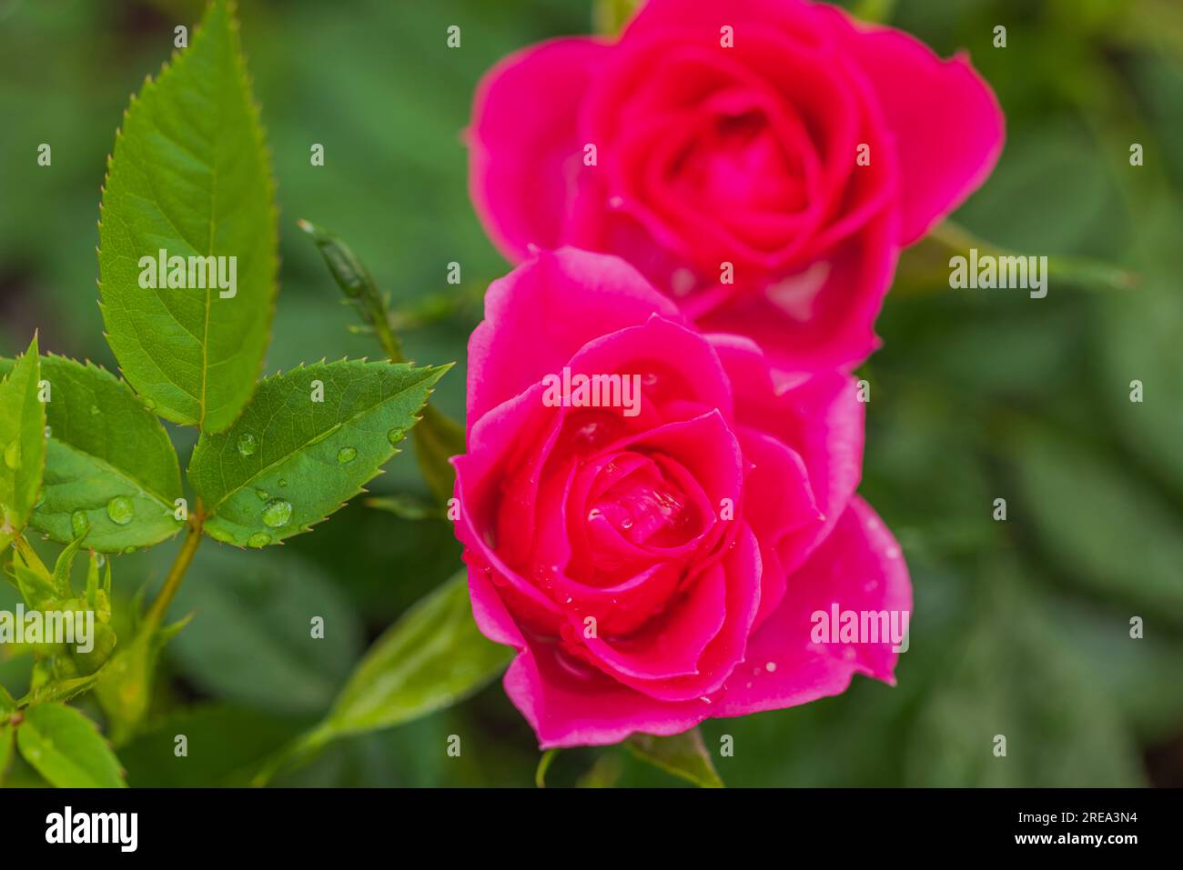 Rea Beautiful Roses Gorgeous view of flower of red roses with rain drops Stock Photo - Alamy