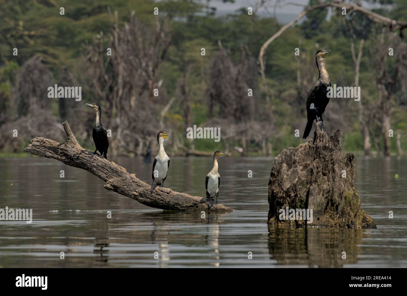 three cormorants sitting next to each other on deadwood - besides a fourth one with breeding mark, in Lake Naivasha, Kenya, Africa Stock Photo