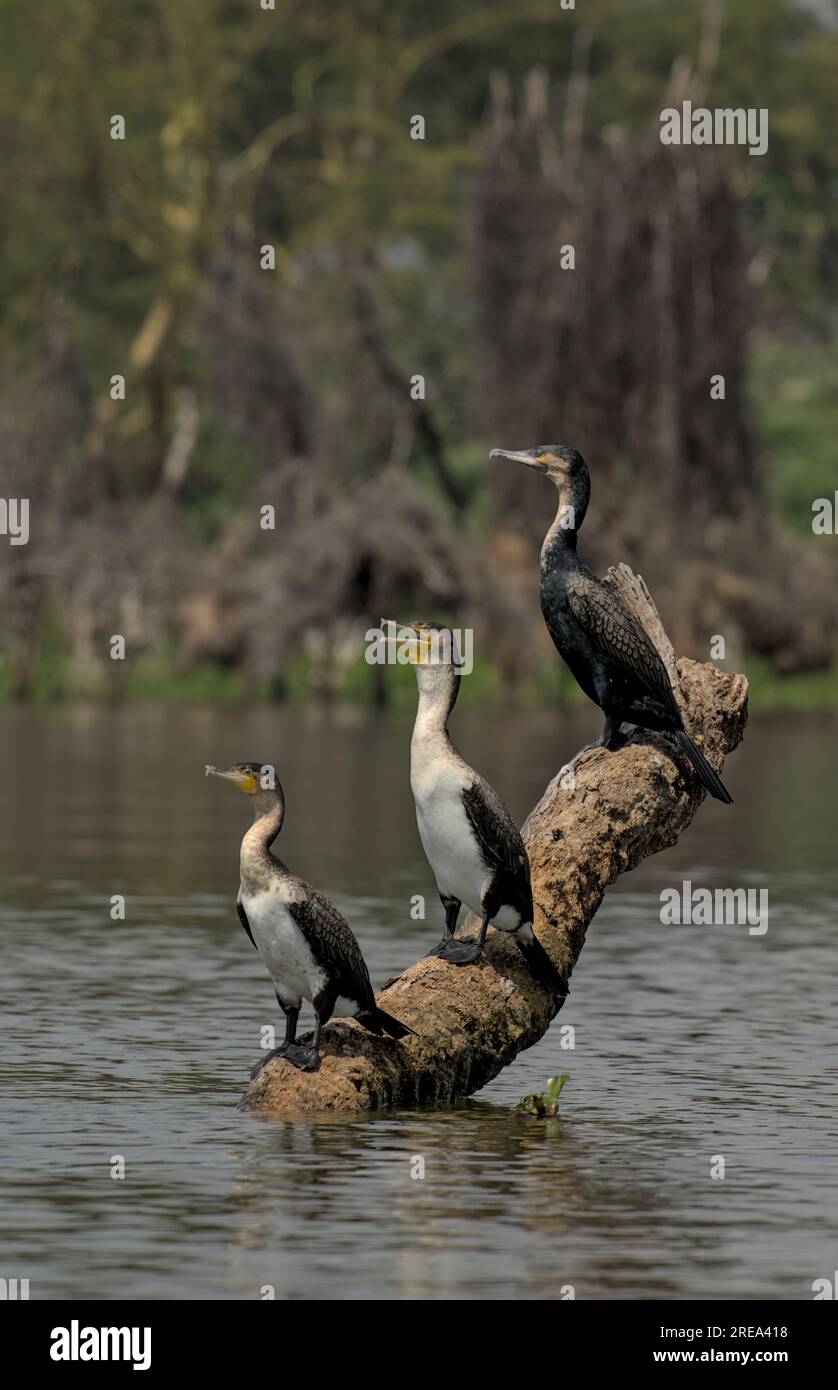 three cormorants (two bicolor, one black) sitting next to each other on deadwood in Lake Naivasha, Kenya, Africa Stock Photo