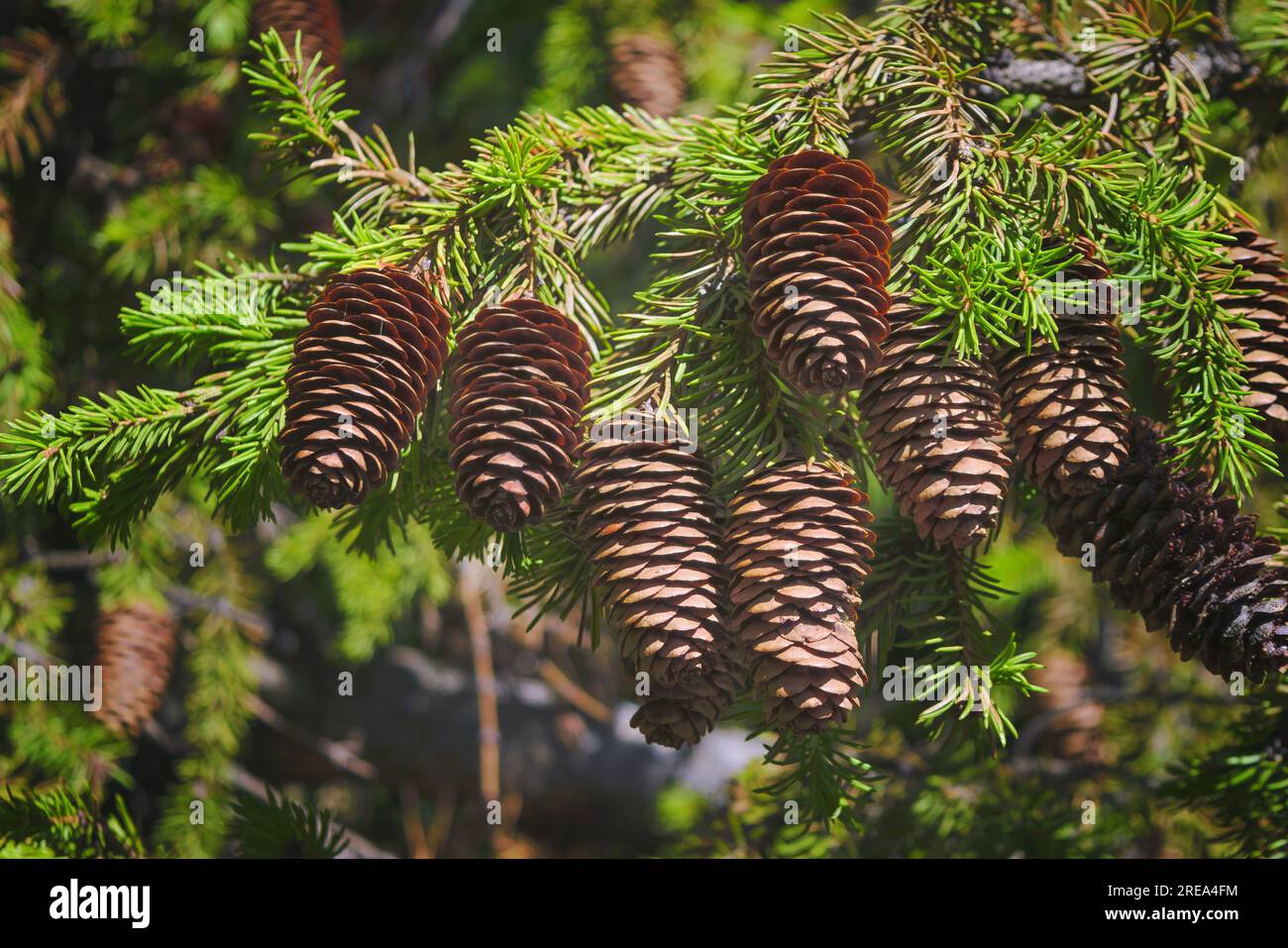 Green spruce branches with needles and many cones. Many cones on spruce ...