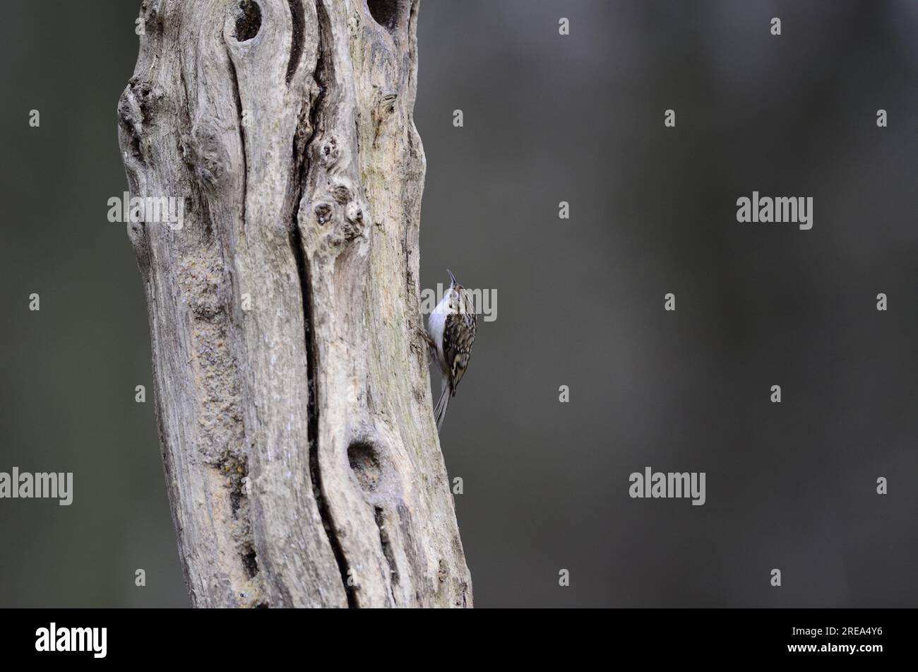 Treecreeper / Tree Creeper Stock Photo