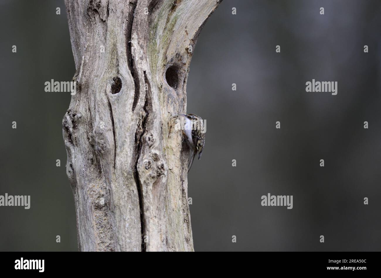 Treecreeper / Tree Creeper Stock Photo