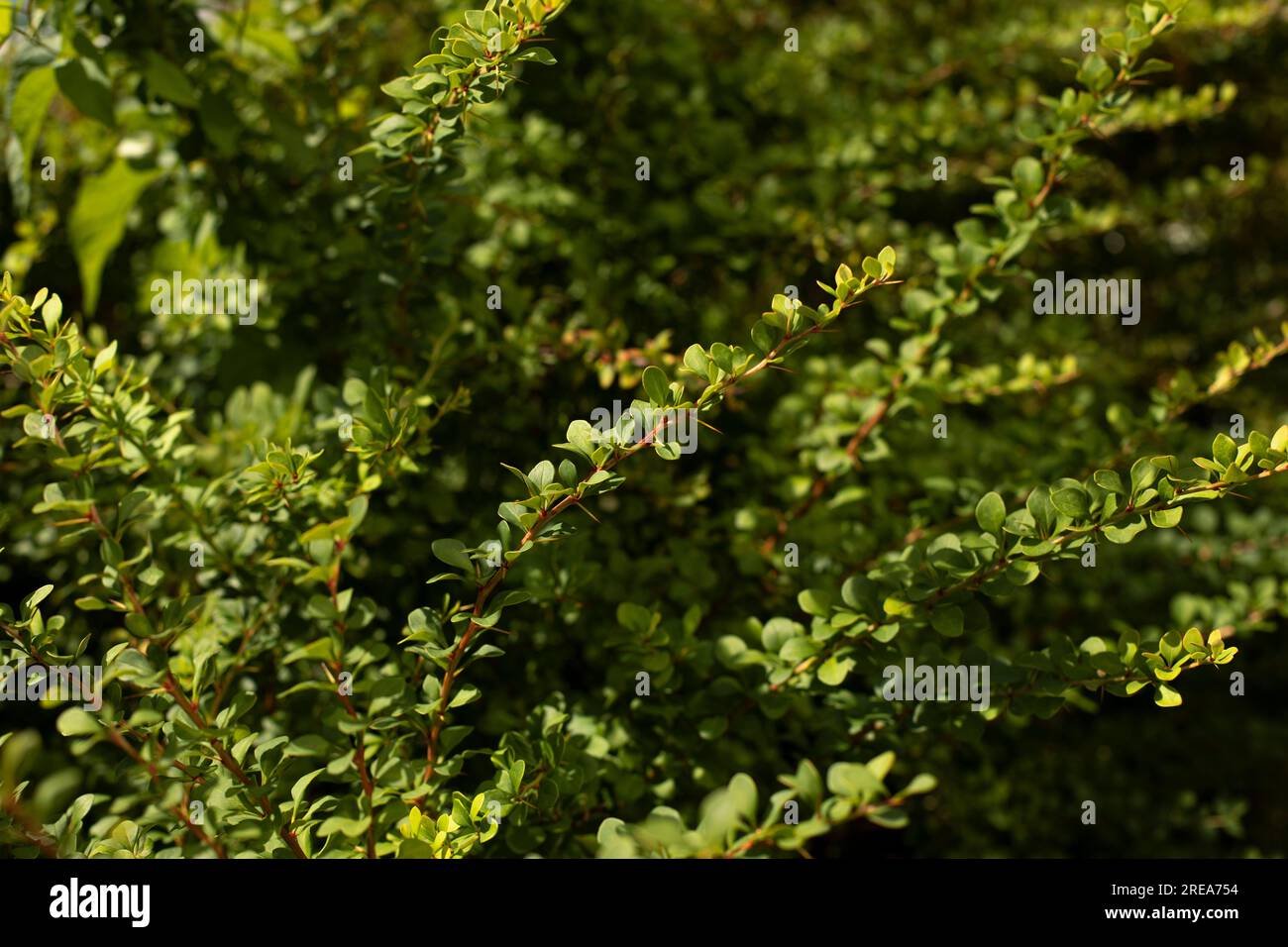 Green bush. Thin branches with small leaves. Details of nature in park. Garden plant. Stock Photo