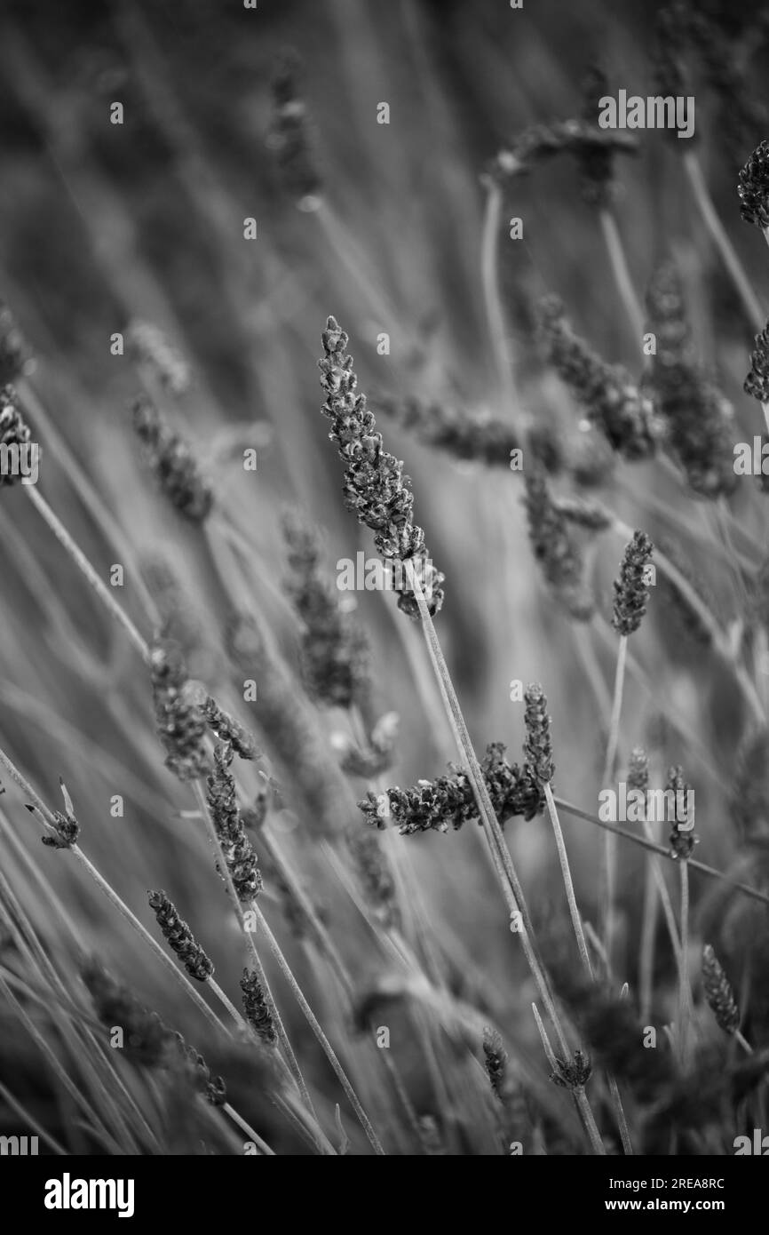 Lavender Stock Photo