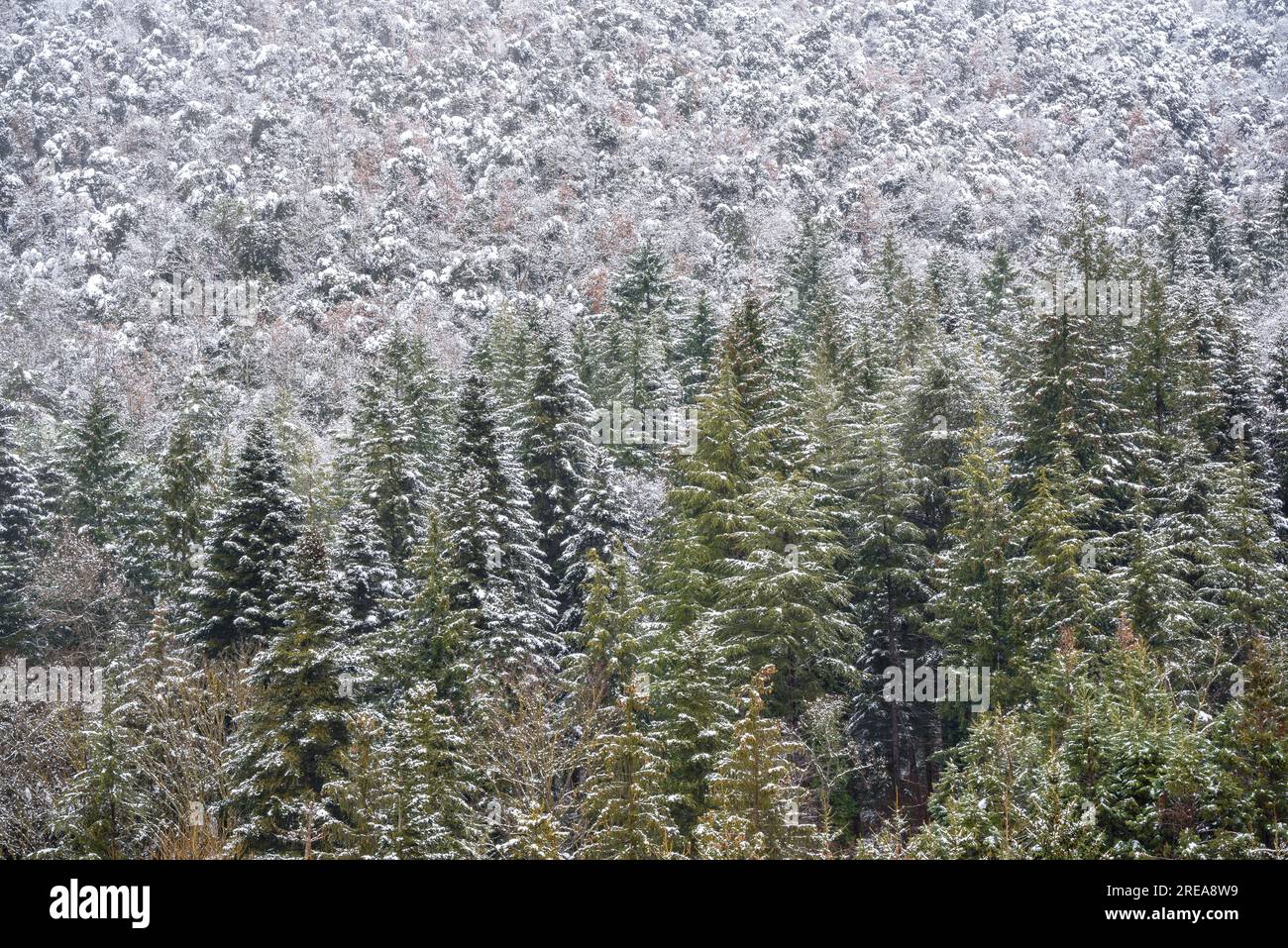 Forest near Espinelves during a winter snowfall (Osona, Catalonia, Spain) ESP: Bosque cerca de Espinelves durante una nevada de invierno (Cataluña) Stock Photo