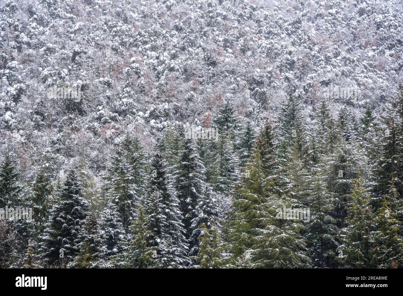 Forest near Espinelves during a winter snowfall (Osona, Catalonia, Spain) ESP: Bosque cerca de Espinelves durante una nevada de invierno (Cataluña) Stock Photo