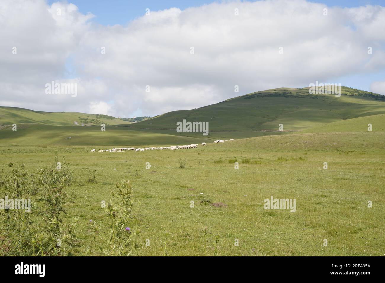 sheeps in plateau nature landscape Stock Photo