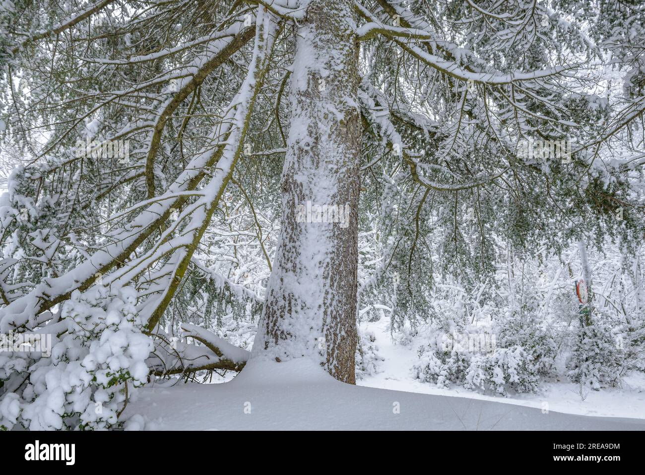White forest during a snowfall near Viladrau, in the Montseny massif (Osona, Catalonia, Spain) ESP: Bosque blanco durante una nevada cerca de Viladrau Stock Photo