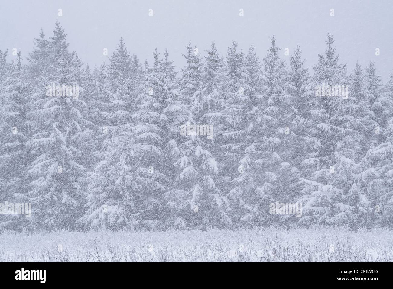 White forest during a snowfall near Viladrau, in the Montseny massif (Osona, Catalonia, Spain) ESP: Bosque blanco durante una nevada cerca de Viladrau Stock Photo