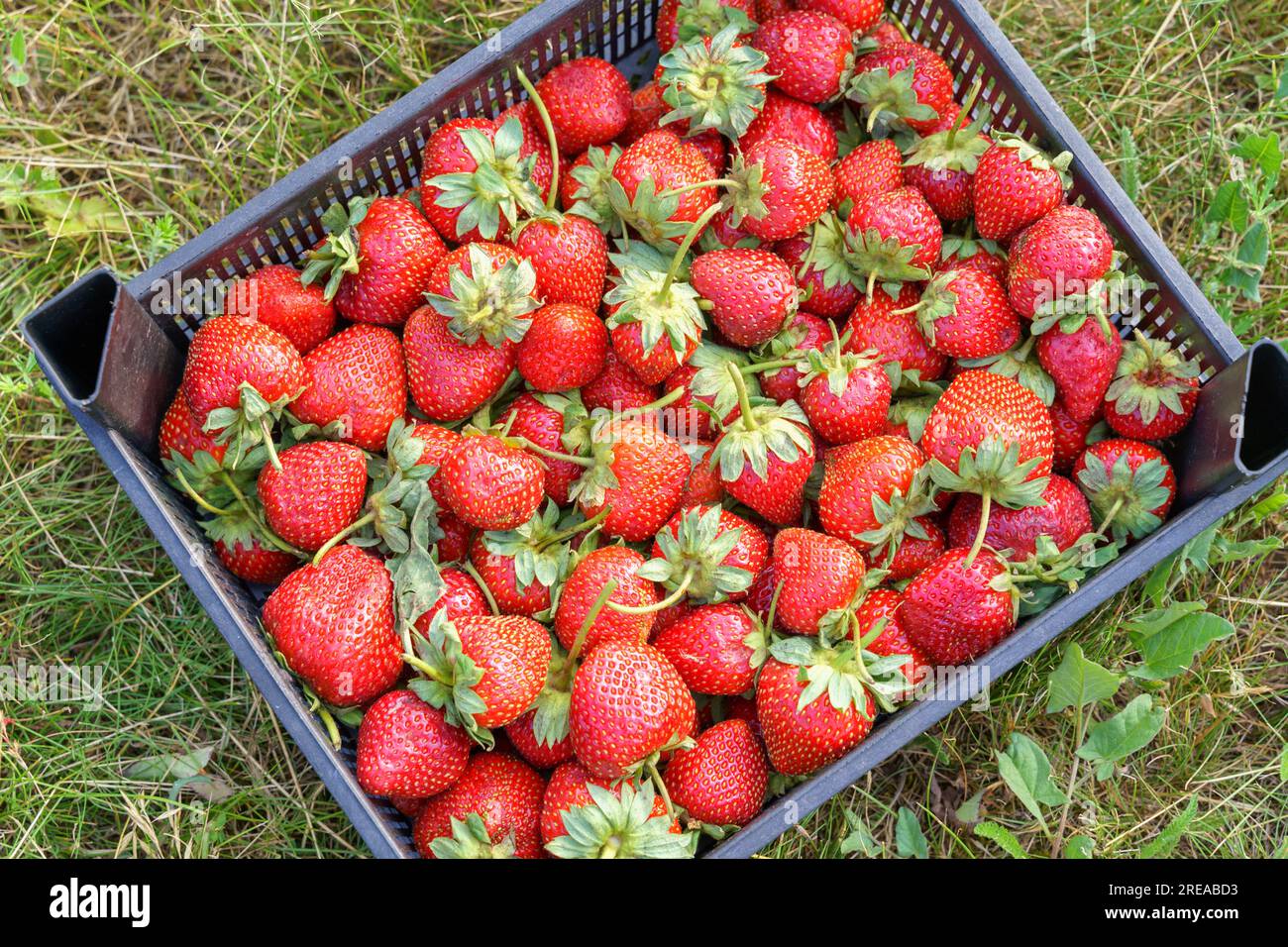 Strawberries garden grass hi-res stock photography and images - Alamy