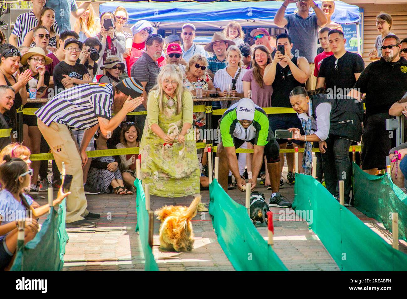 Huntington Beach, California, USA. 24th June, 2018. Two competitors race to the finish line as their owners and the audience cheer them on at a small dog race in Huntington Beach, CA. (Credit Image: © Spencer Grant/ZUMA Press Wire) EDITORIAL USAGE ONLY! Not for Commercial USAGE! Stock Photo