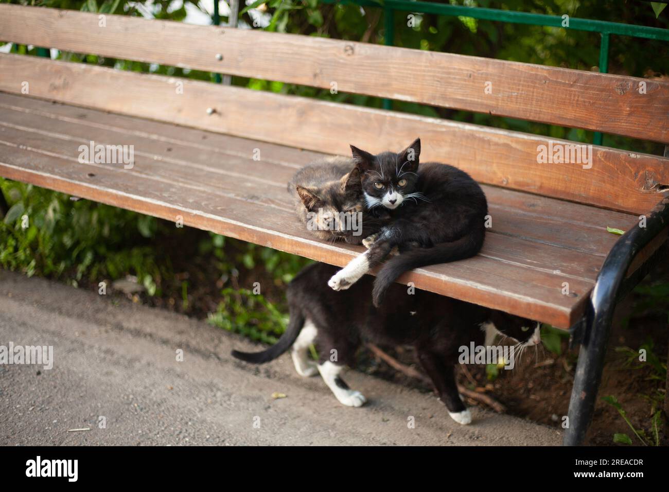 Cats on bench. Animals in yard. Pets on street. Stray cats Stock Photo
