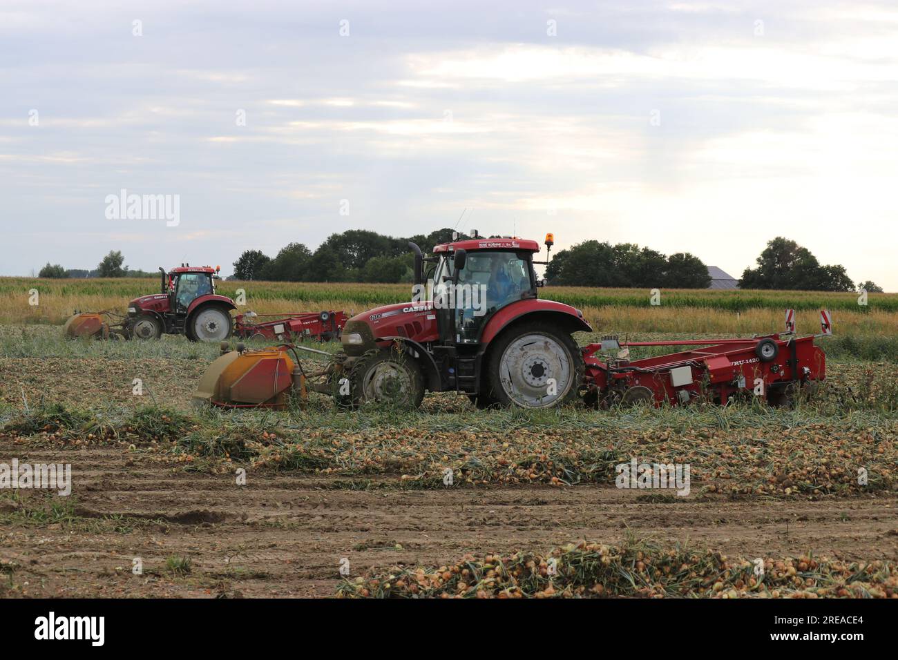 Onion harvesting hi-res stock photography and images - Alamy