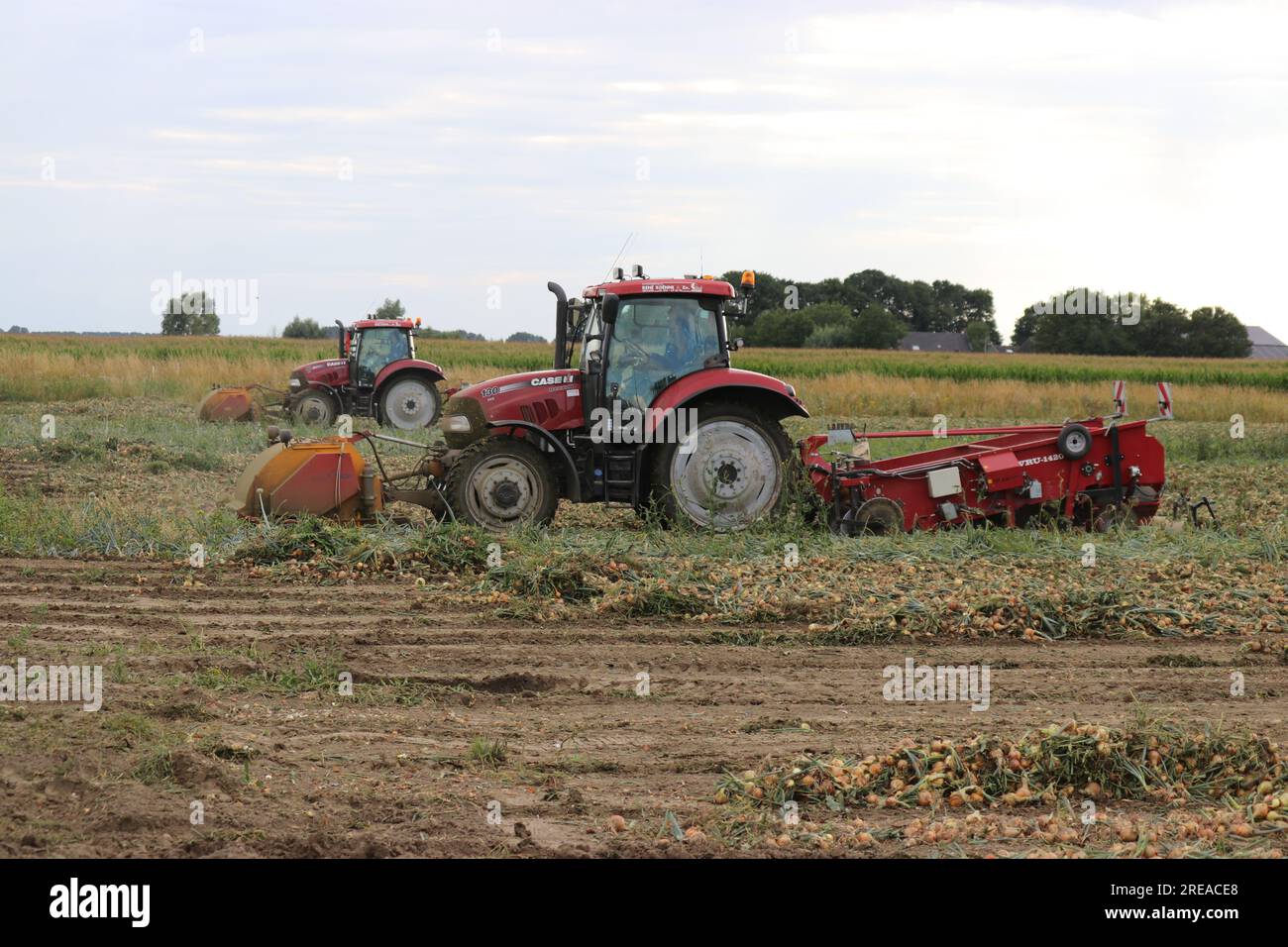 Onion harvesting hi-res stock photography and images - Alamy