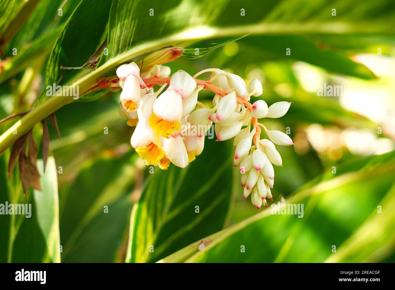 Pink porcelain lily flowers, (Alpinia zerumbet) shell ginger plant. Stock Photo