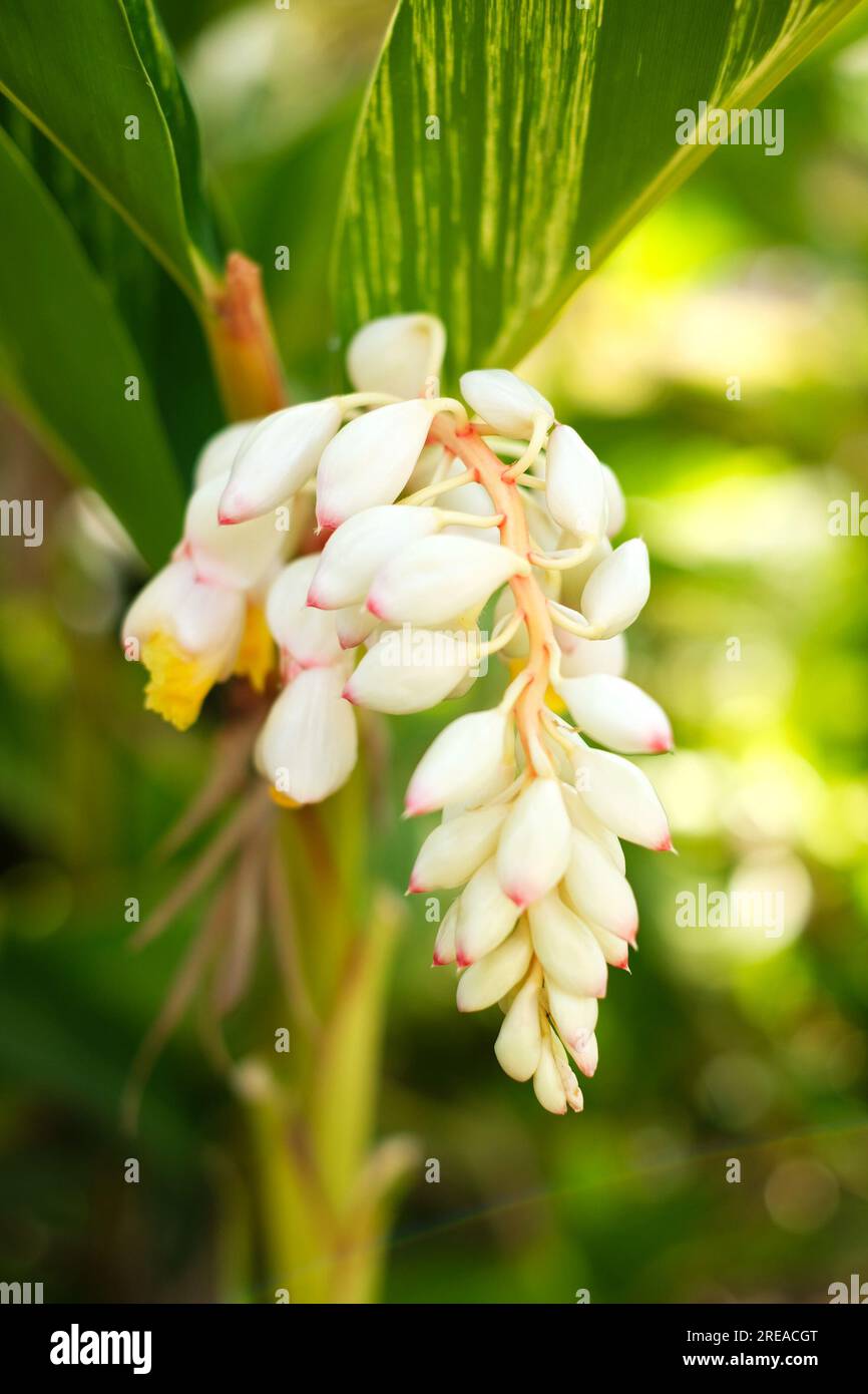 Delicate white flowers in shade on a green plant (Alpinia zerumbet). Stock Photo
