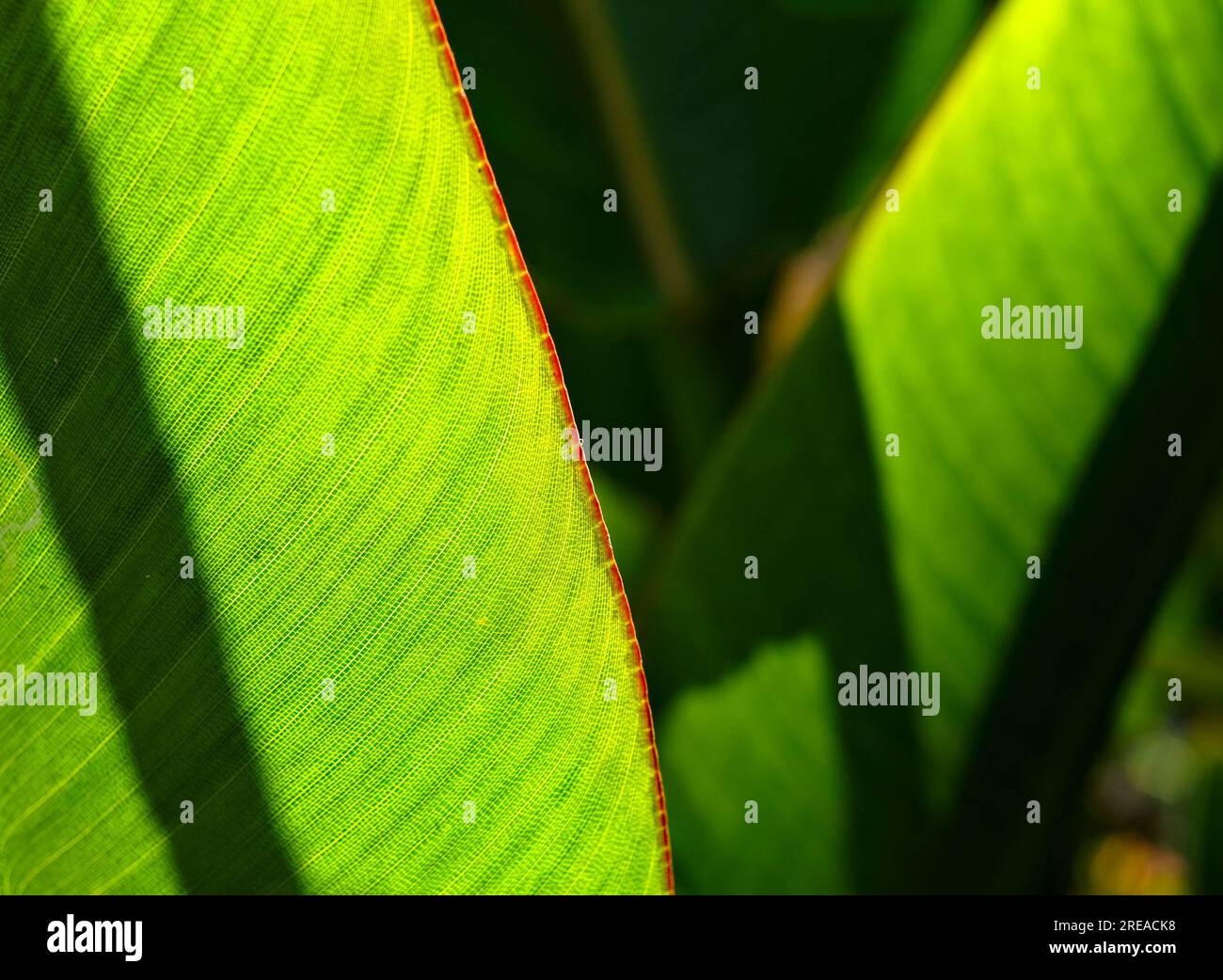 Backlit leaves of banana plant (Musa paradisiaca), edges Stock Photo
