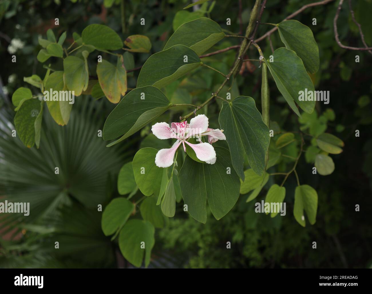 High angle view of a pink Bauhinia plant twig (Bauhinia Monandra) with a light pinkish flower Stock Photo