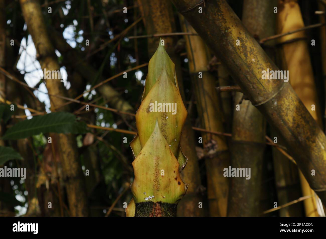 Side view of a newly developing young yellow bamboo shoot top portion