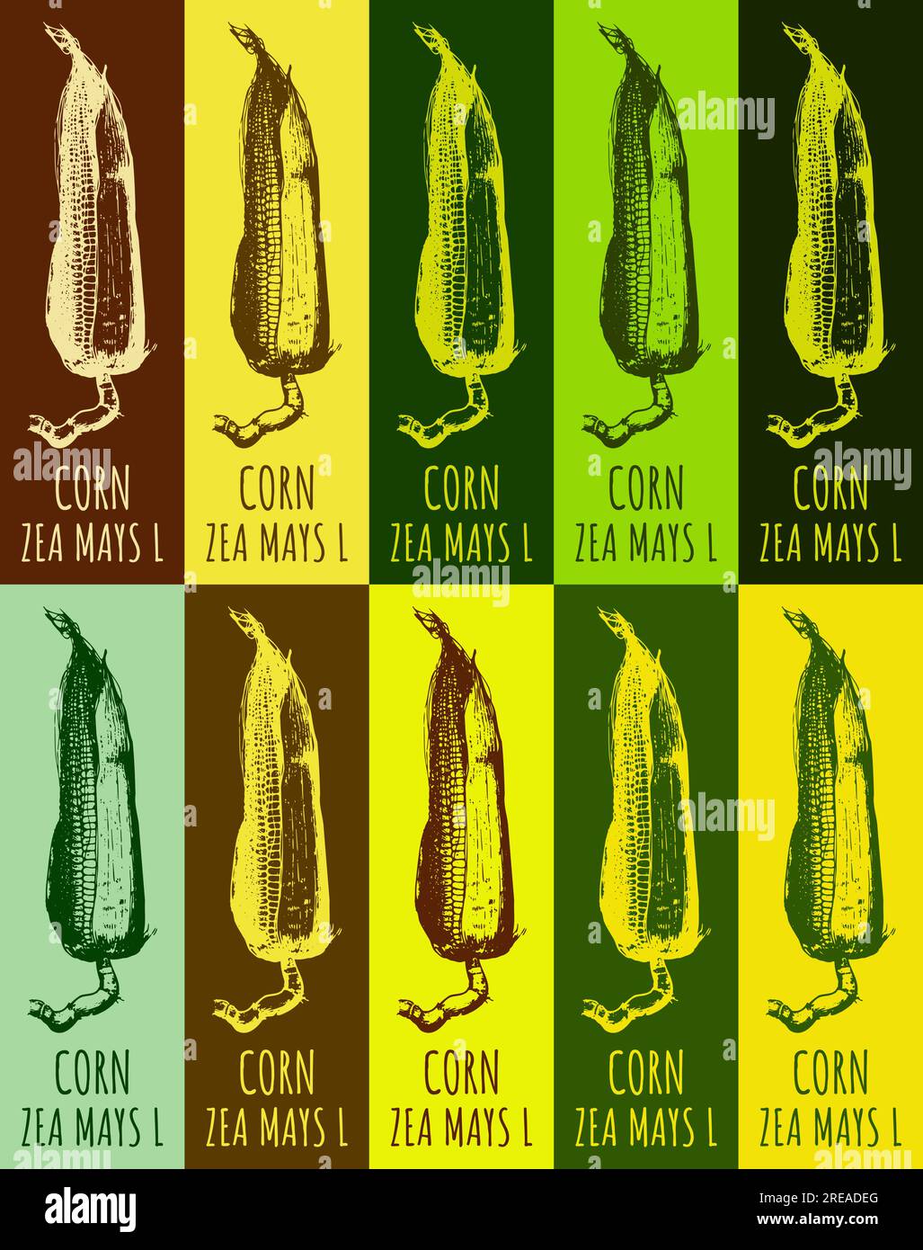 Set of vector drawing CORN in various colors. Hand drawn illustration. The Latin name is ZEA MAYS L Stock Vector
