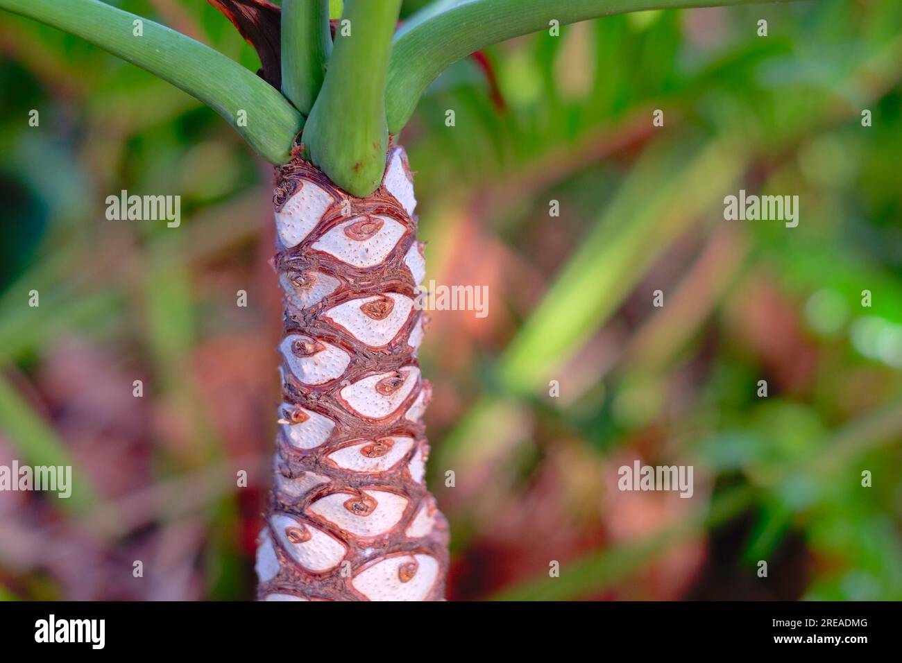 Stem of Philodendron xanadu Brazilian native plant. Stock Photo