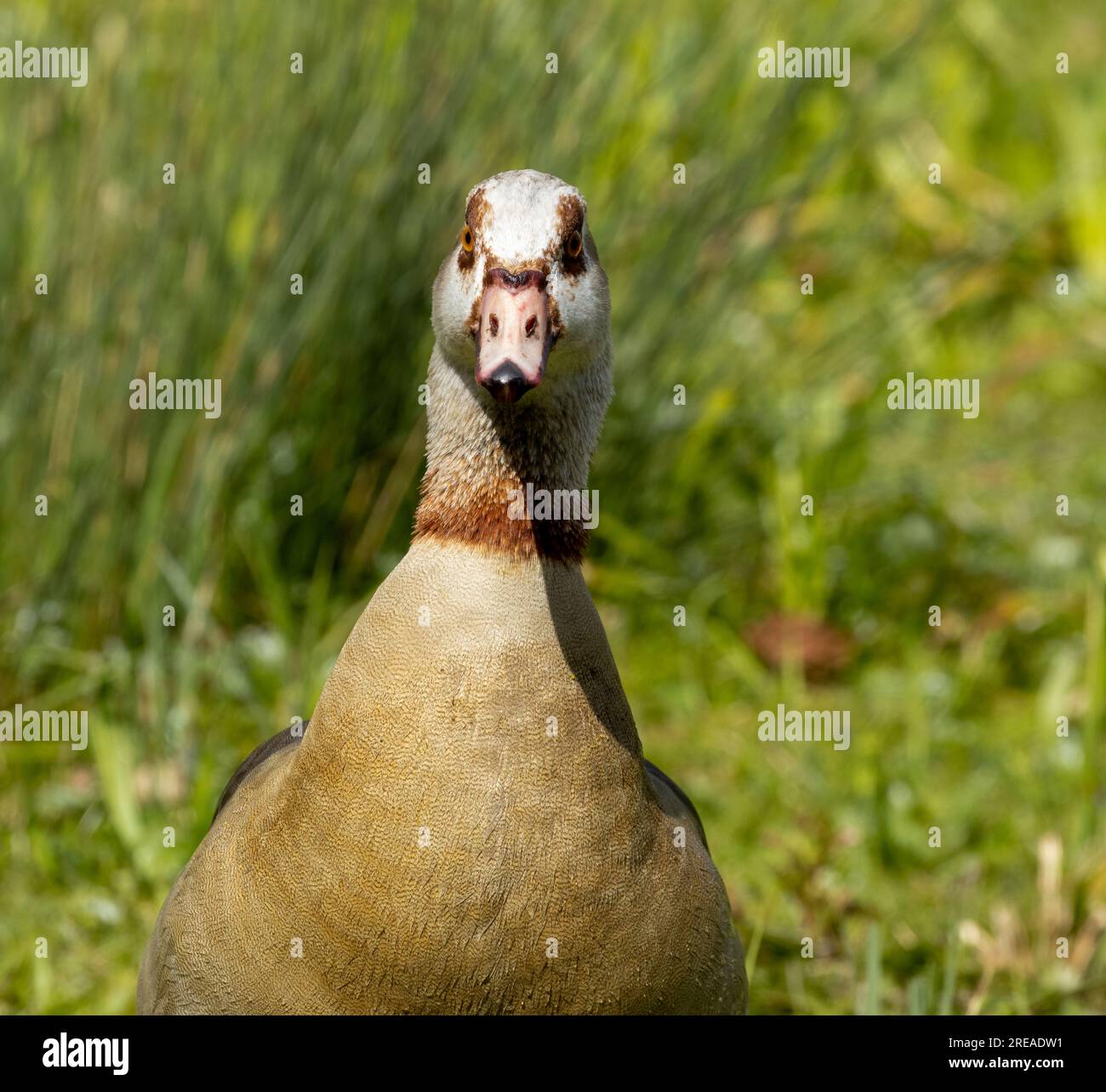 Goose Reed Reeds wildlife hi-res stock photography and images - Alamy