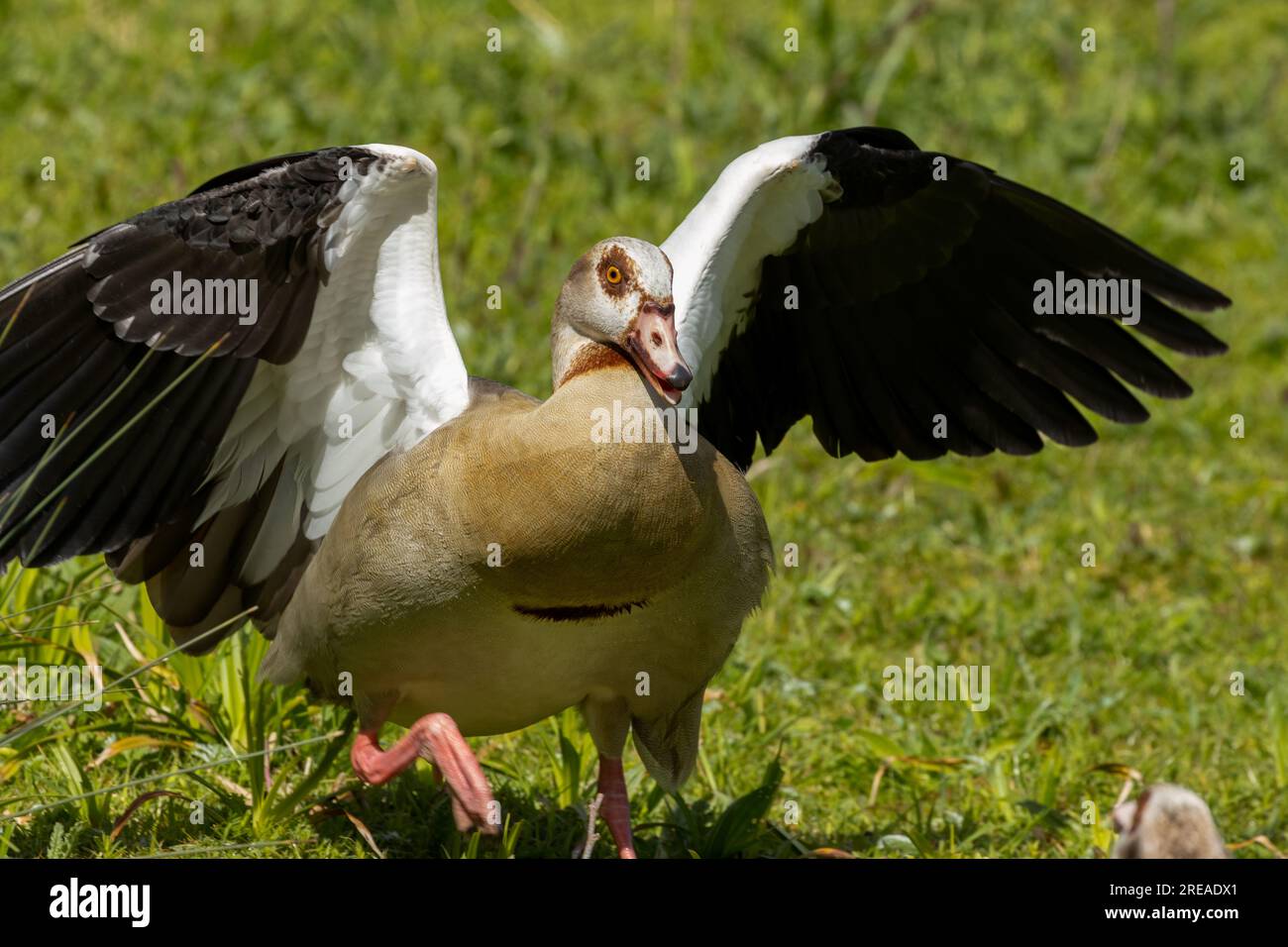 Egyptian goose with wings out running across the grass protecting goslings Stock Photo