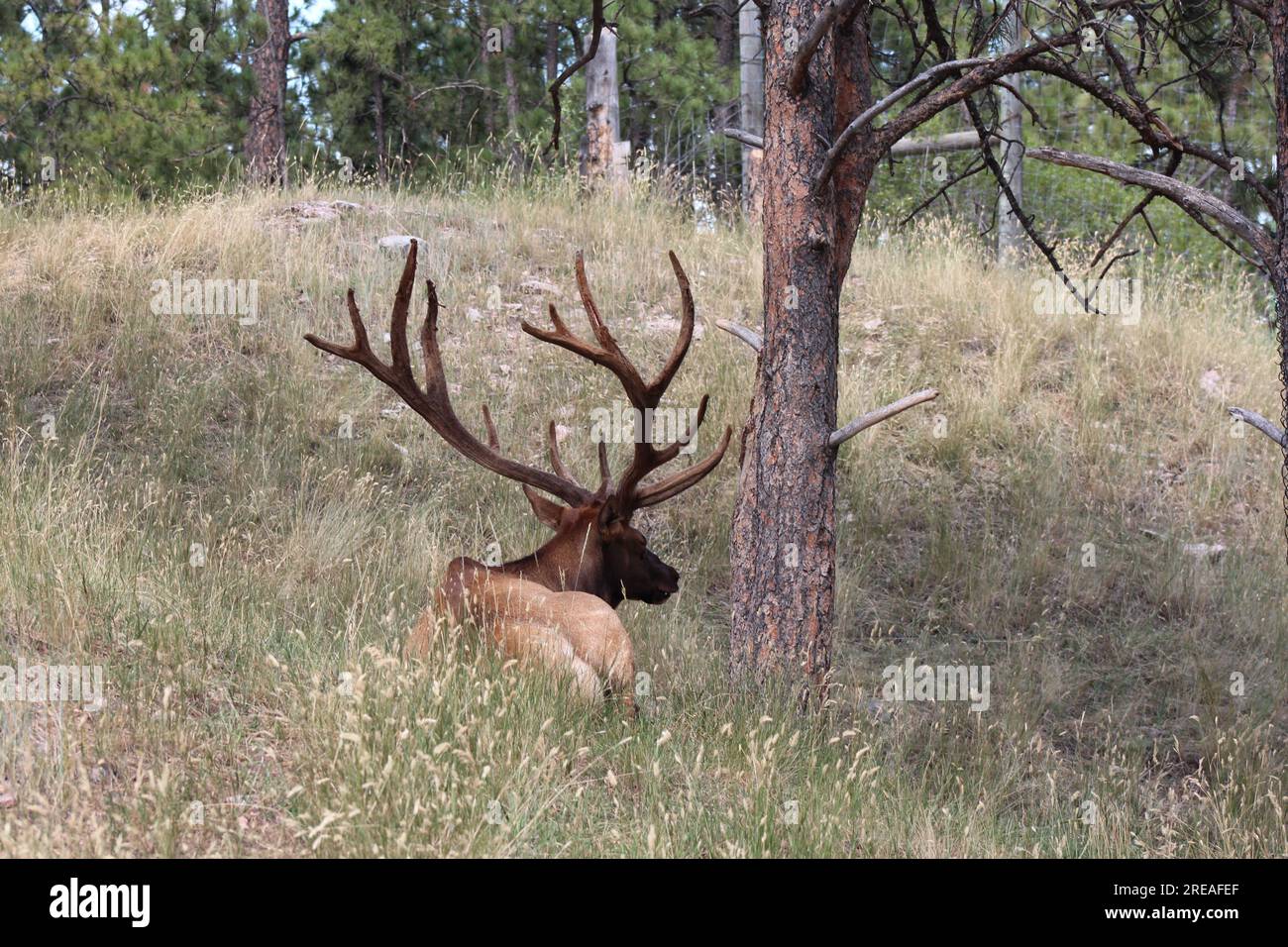 bull elk in the grass resting on a hot summer day Stock Photo
