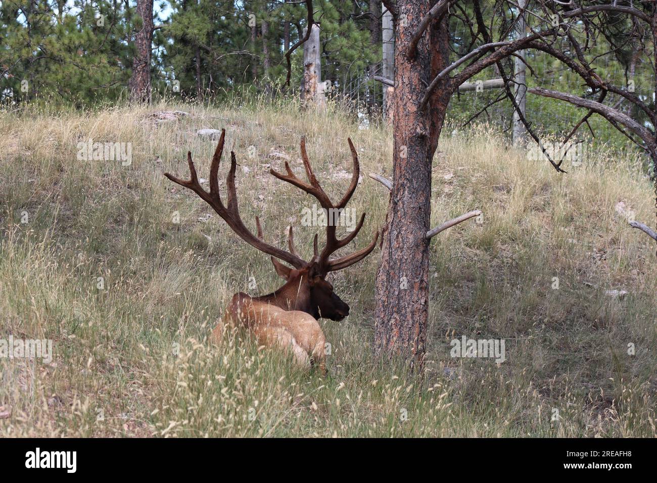 huge bull elk resting in the grass under a pine tree waiting out the