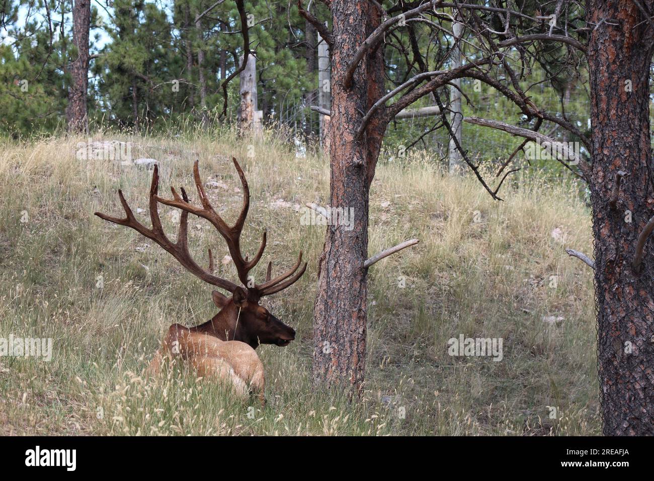 close up of resting bull elk in South Dakota Stock Photo