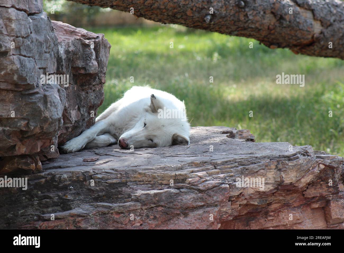 Sleeping wolf hires stock photography and images Alamy
