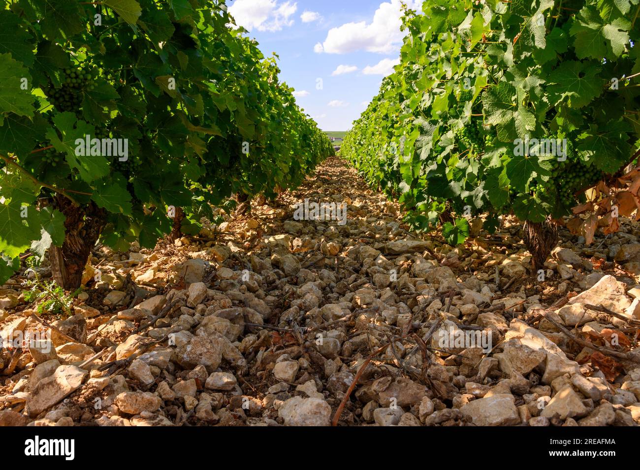 View on vineyards around Sancerre wine making village, rows of