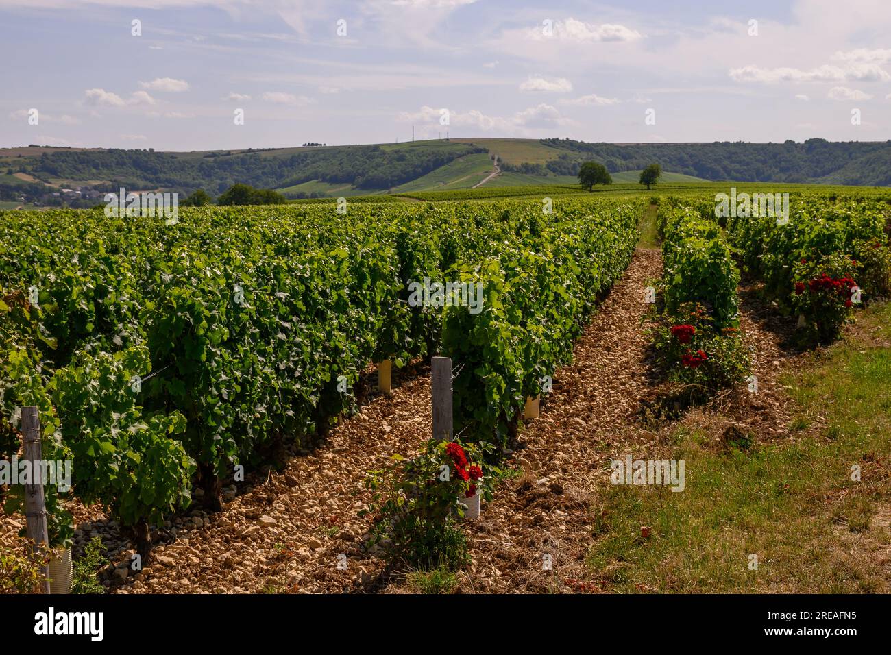 View on green vineyards around Sancerre wine making village, rows of ...