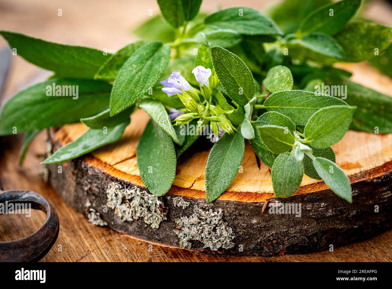 Salvia officinalis, common sage, a small evergreen subshrub with flowers used as a culinary herb. Salvia on wooden disc. Stock Photo