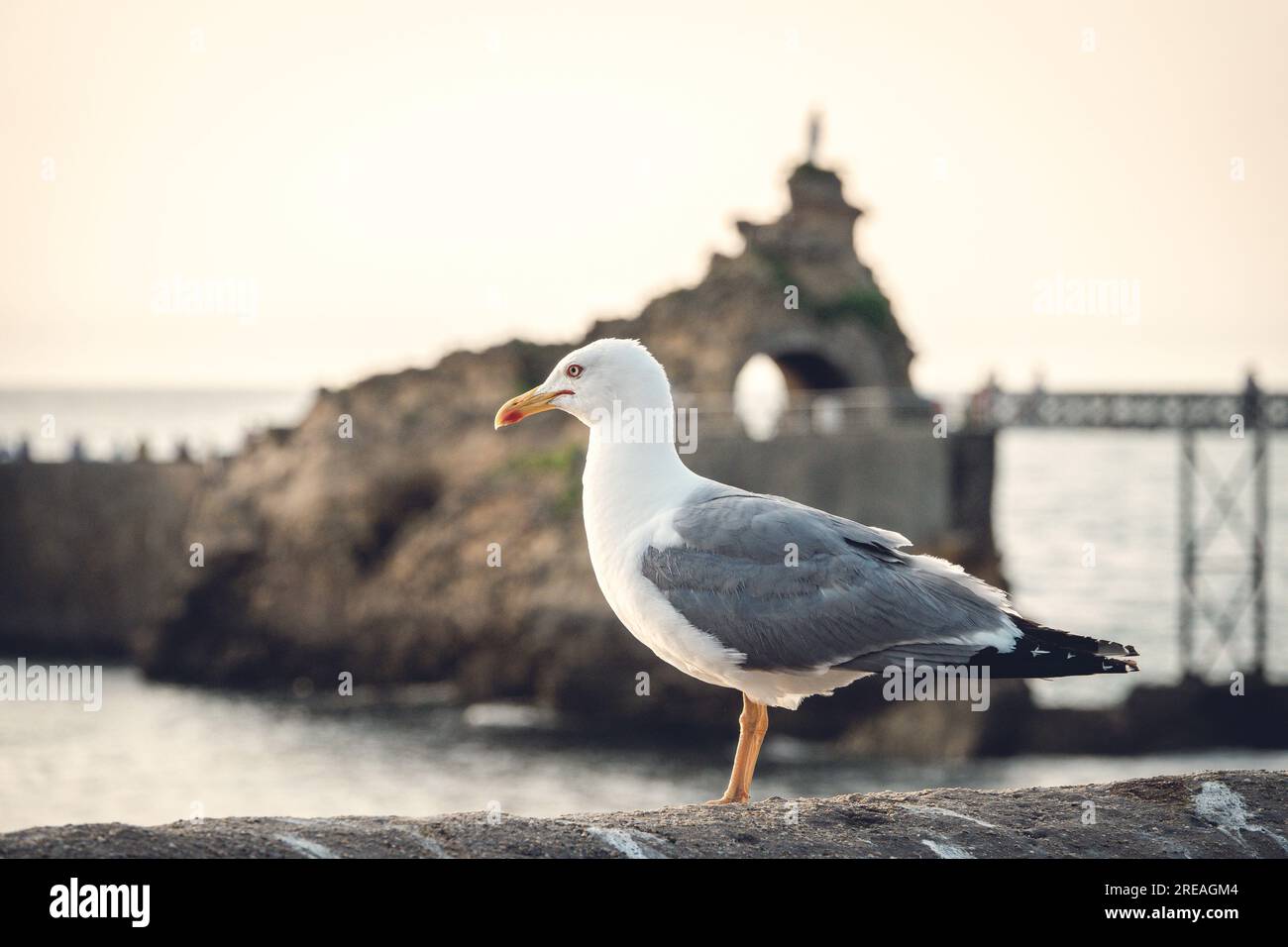 Seagull posing in a sunset. Stock Photo