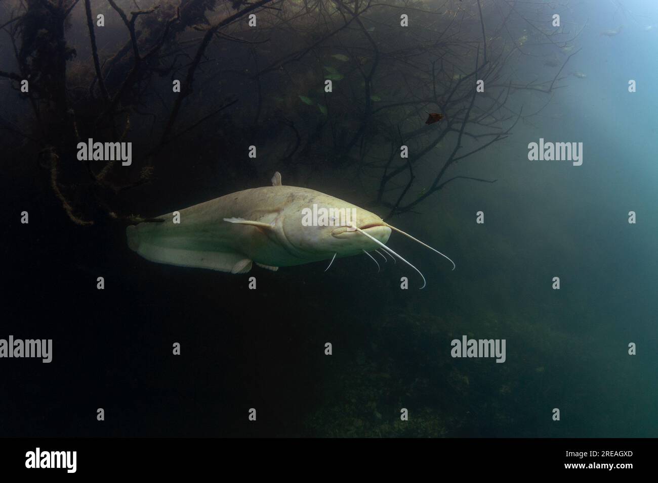 White wels catfish is hiding in the brushwood under the surface. Silurus glanis during dive in the lake. European fish in the nature habitat. Stock Photo