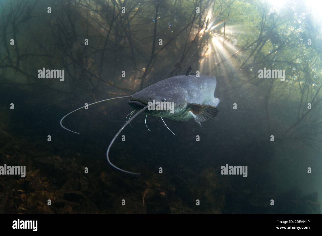 Wels catfish is near the surface. Silurus glanis during dive in the lake. European fish in the nature habitat. Stock Photo