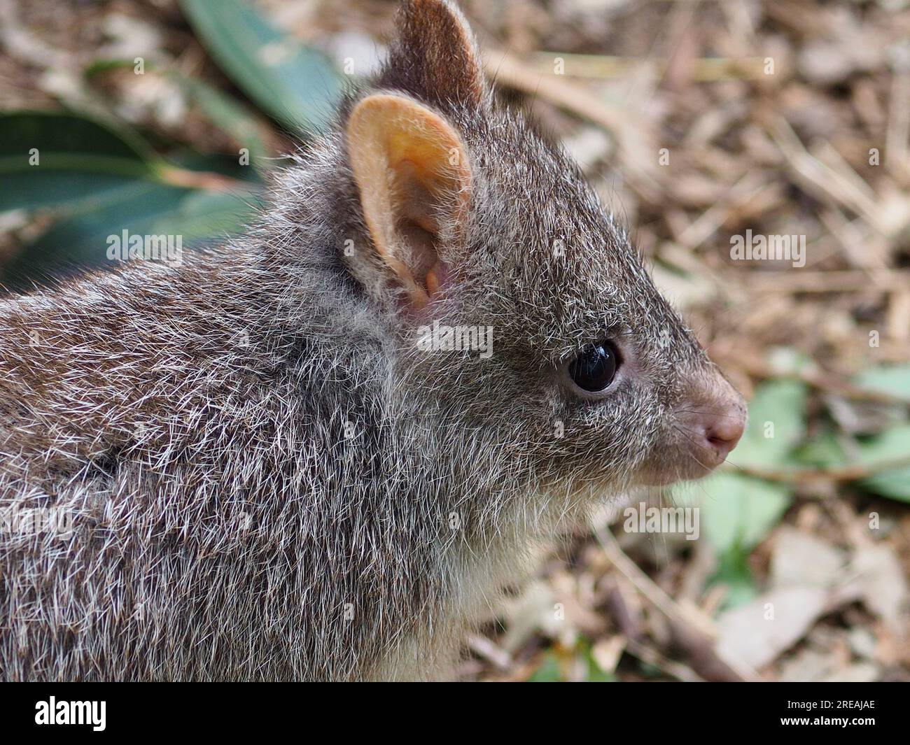 Wonderful captivating Rufous Bettong in natural beauty. Stock Photo