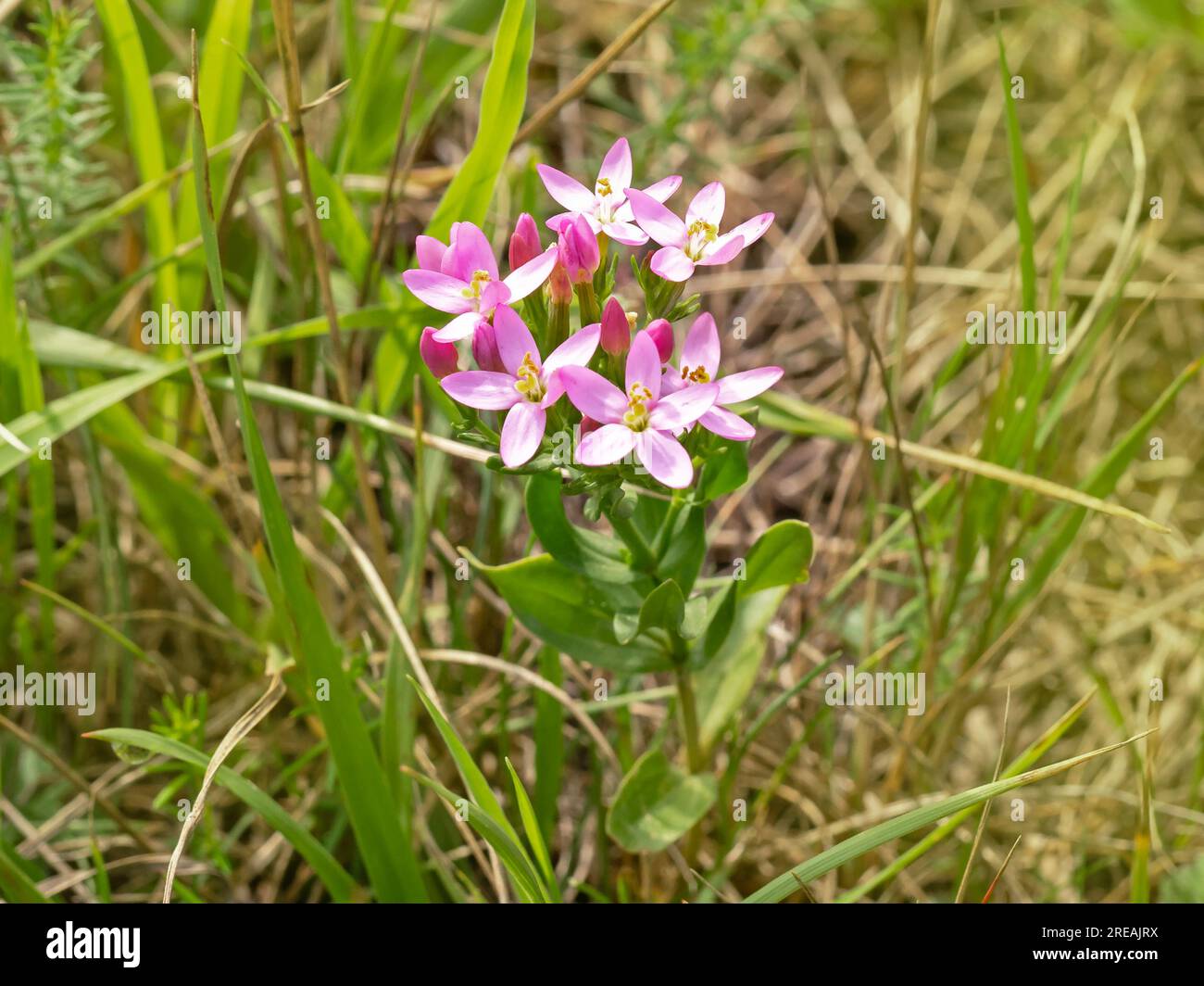 Pink common centaury wildflowers in a meadow Stock Photo
