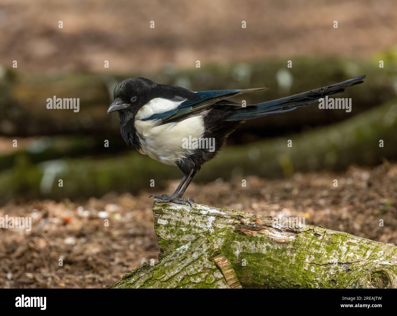 Magpie, a long tailed crow of the Corvidae family with brightly coloured plumage Stock Photo