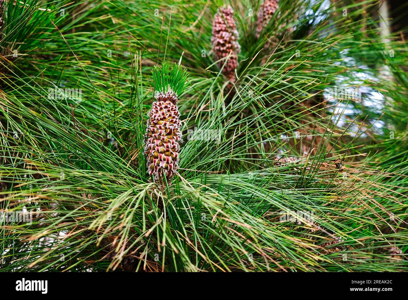 Male cones and needles of chir pine tree (Pinus roxburghii). Stock Photo