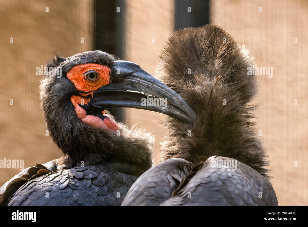 Southern ground hornbill bird Stock Photo - Alamy