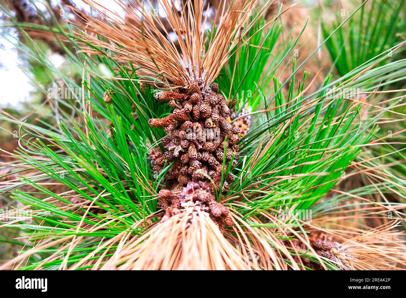 Fully open male cones and needles of a pine tree (Pinus roxburghii). Stock Photo