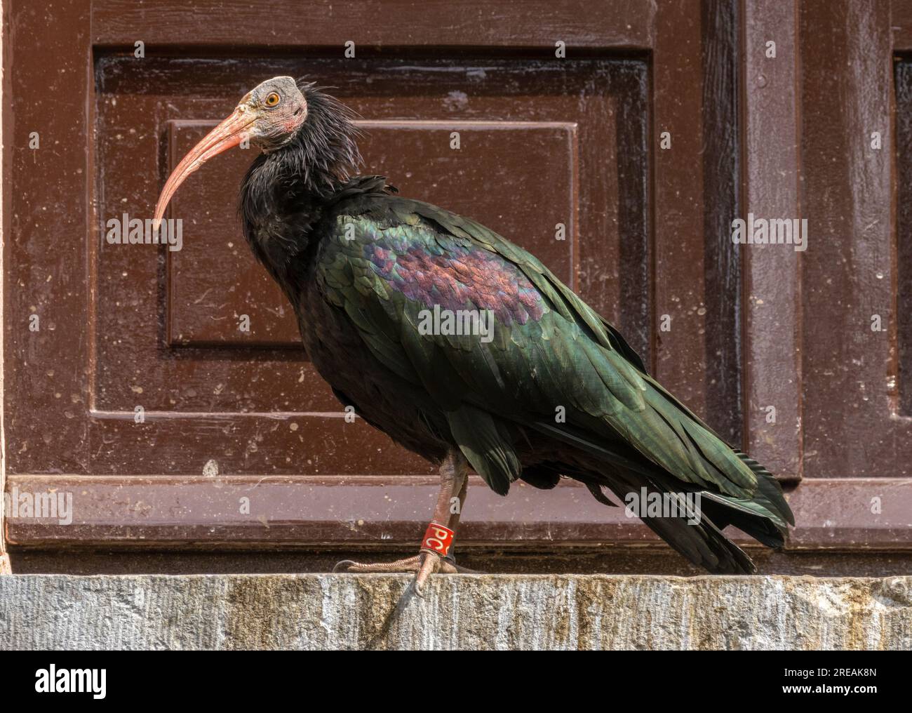 Northern bald ibis, hermit ibis or waldrapp ibis bird a glossy black large bird Stock Photo