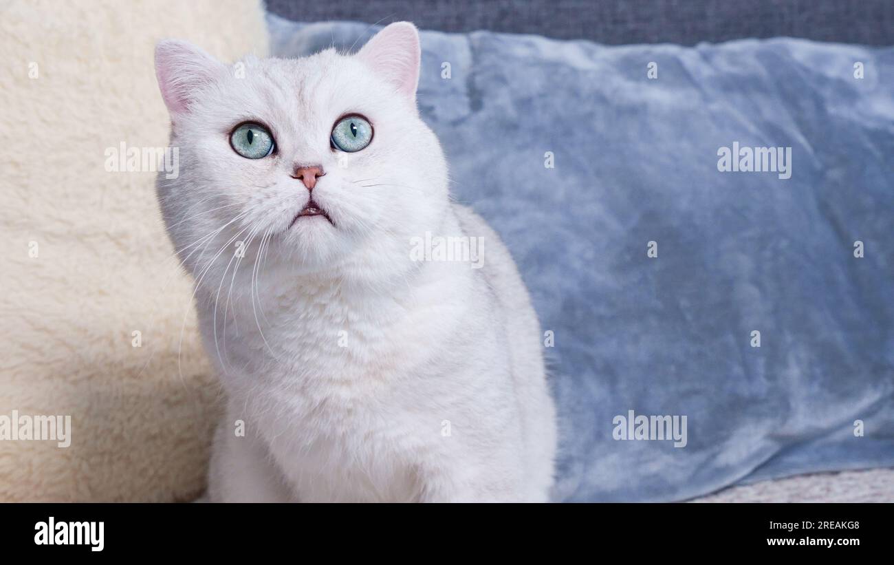 Fluffy kitty looking at camera on green background, front view. Cute