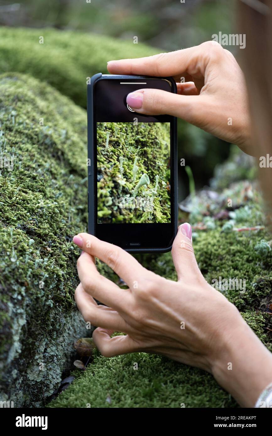 The girl photographs nature, moss flowers in the forest on a mobile phone, close-up. The concept of lifestyle, hobby. Stock Photo
