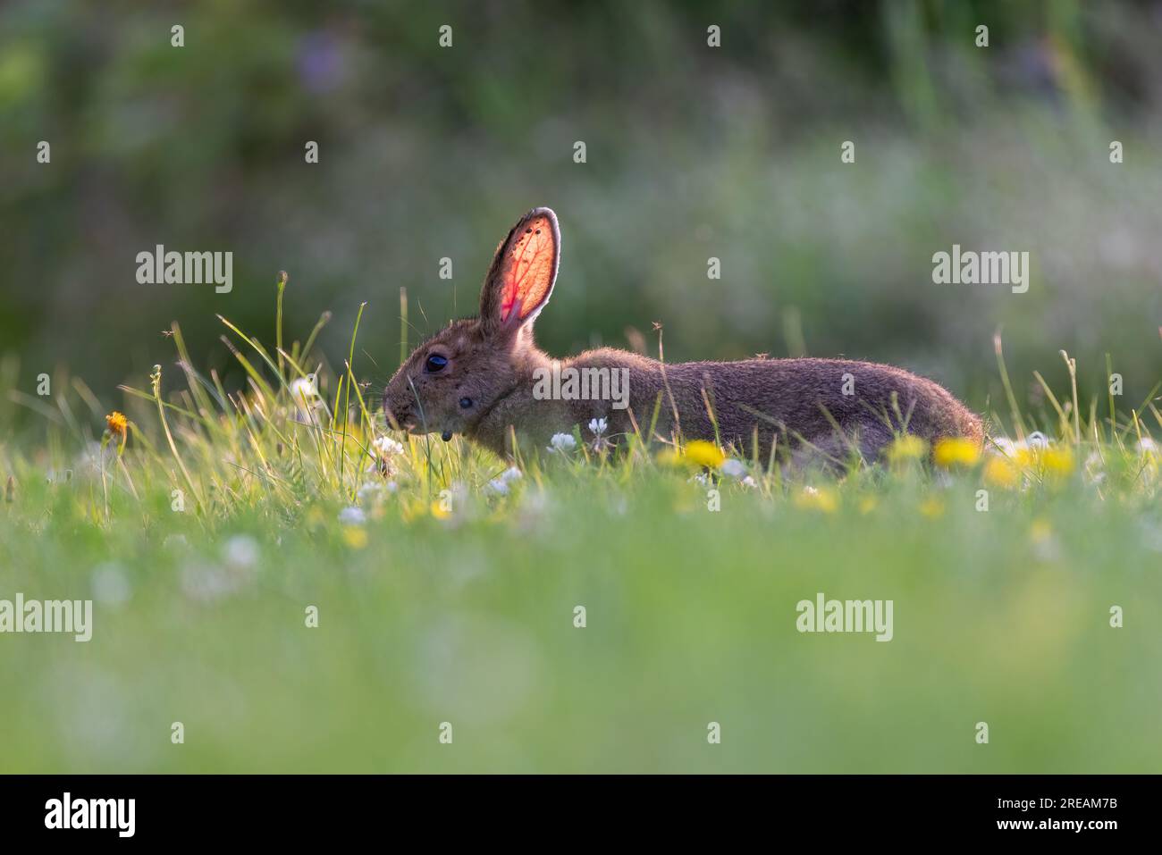 Snowshoe Hare (Lepus Americanus) Stressed By Mosquitoes And Ticks Stock ...