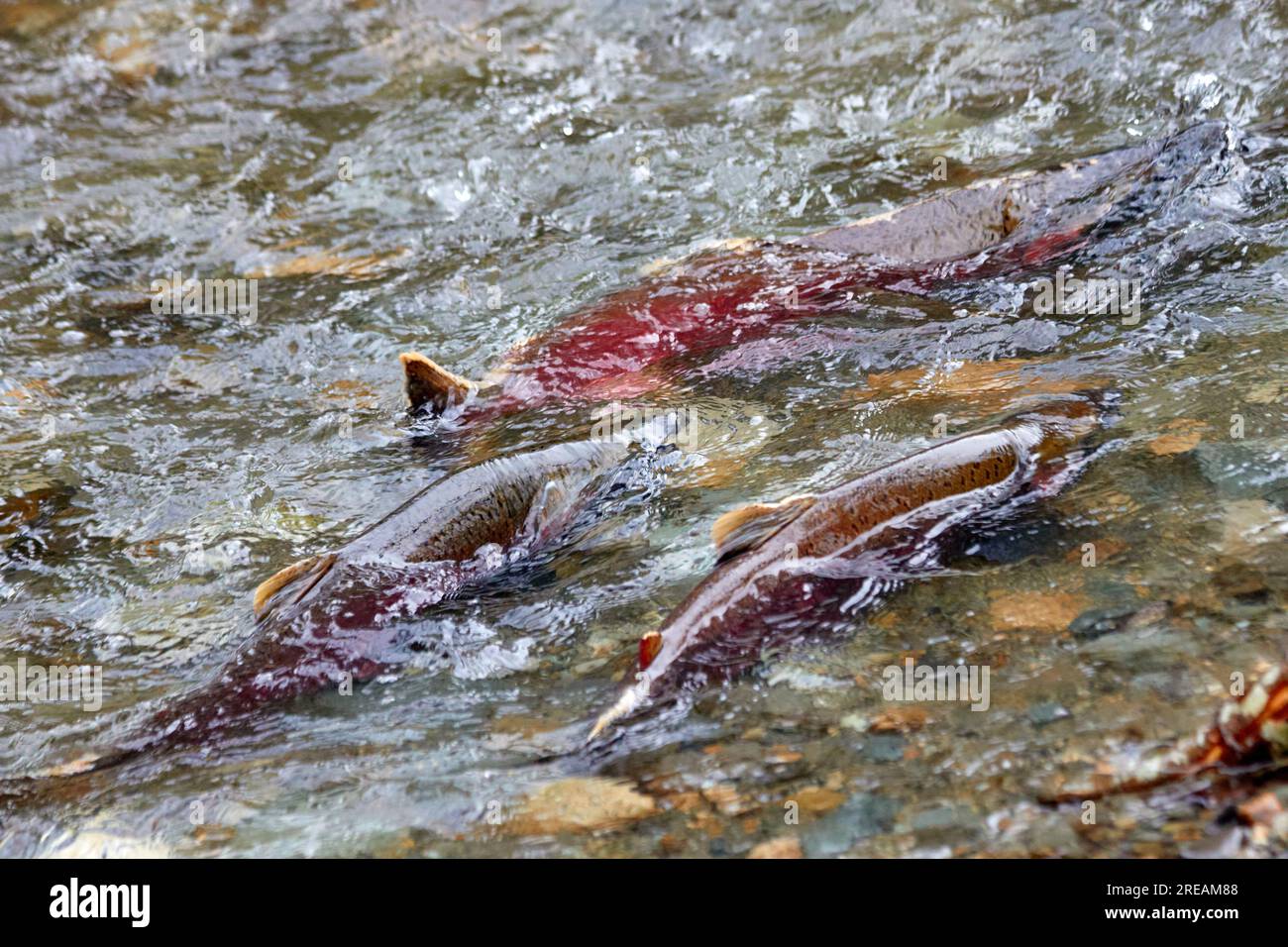 A group of spawning salmon swimming upstream Stock Photo Alamy