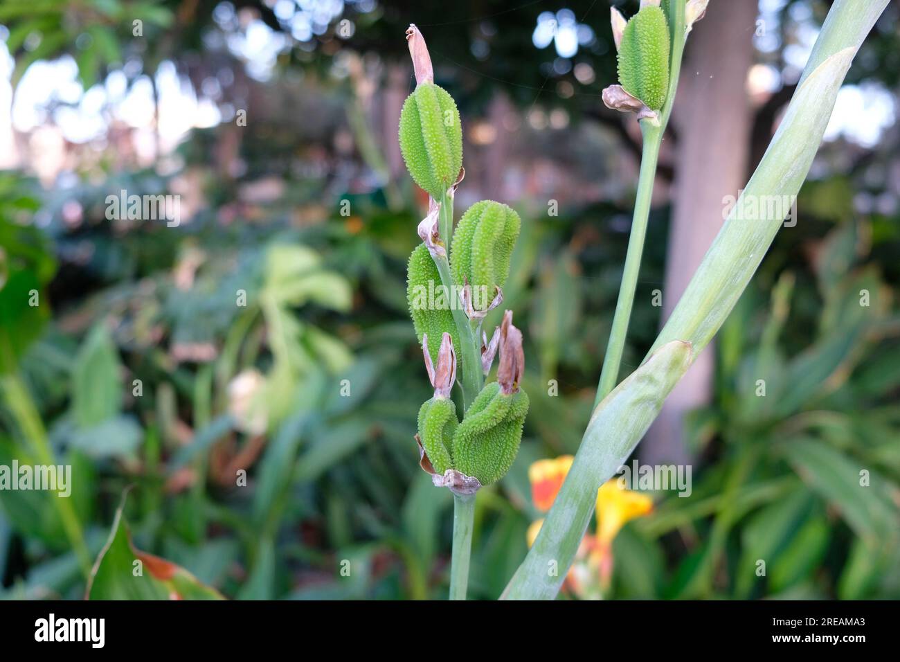 Green seed pods of an Iris flowering plant Stock Photo Alamy